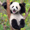 panda-cat-edited