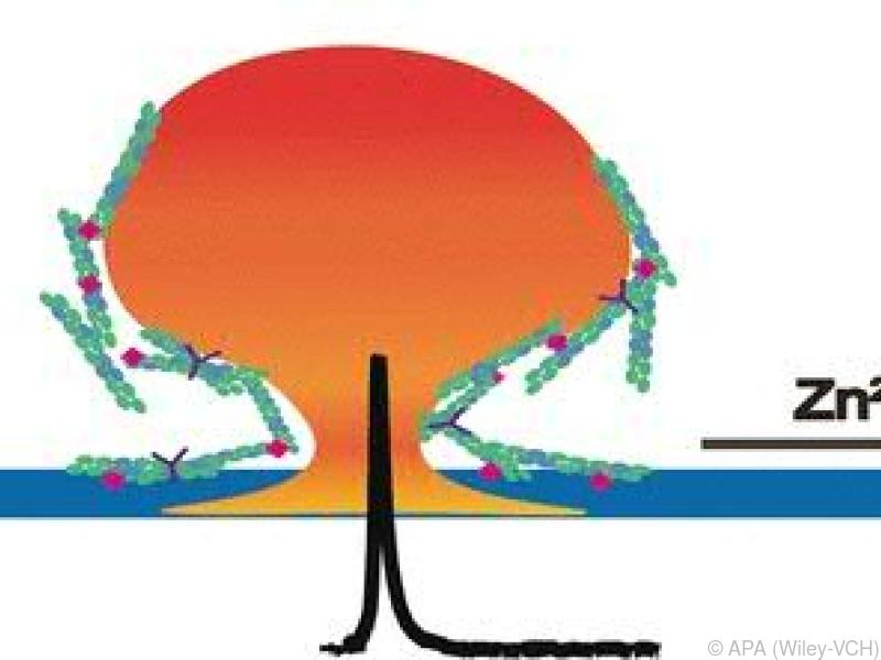 Zink verändert die Dynamik der Freisetzung von Neurotransmittern