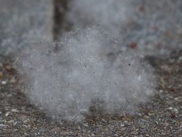 Allergien und allergische Reaktionen - homöopatisch betrachtet