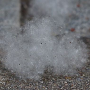 Allergien und allergische Reaktionen - homöopatisch betrachtet