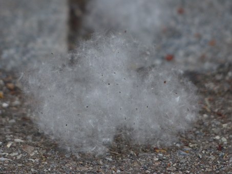 Allergien und allergische Reaktionen - homöopatisch betrachtet