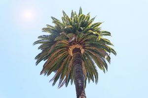 Reiseübelkeit, Durchfall und Erbrechen – Montezumas Rache verdirbt jegliche Urlaubsfreuden