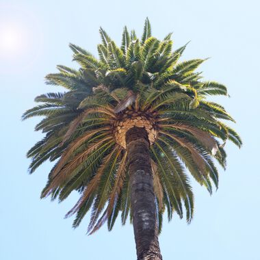 Reiseübelkeit, Durchfall und Erbrechen – Montezumas Rache verdirbt jegliche Urlaubsfreuden