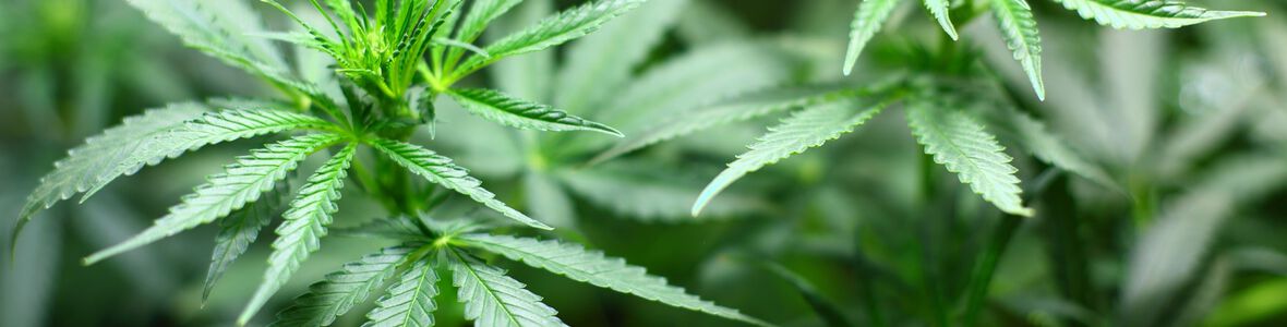 Psychiater warnt vor der Legalisierung von Cannabis