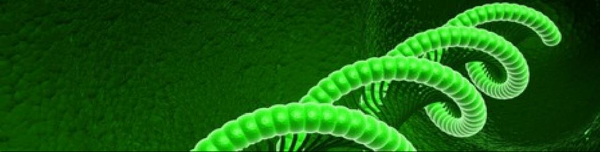 Hydrocephalus – entscheidender Mechanismus für Entstehung eines Wasserkopfes entdeckt