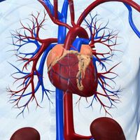 Cholesterin entscheidend für Herzgesundheit