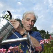 Überaktive Immunzellen treiben geistigen Abbau bei Alzheimer voran