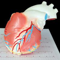 Herzinfarkt: Studie der Medizinischen Universität Innsbruck identifiziert neuen Risikofaktor