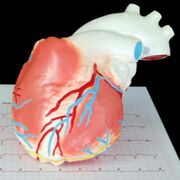 Herzinfarkt: Studie der Medizinischen Universität Innsbruck identifiziert neuen Risikofaktor