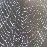 Geschädigte Nerven und Gewebe mit Spinnenfäden reparieren