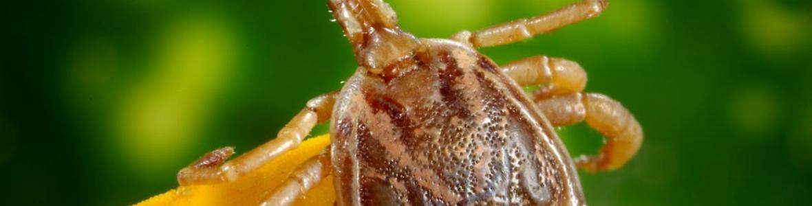 Zeckenstich: was tun dagegen?