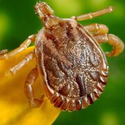 Zeckenstich: was tun dagegen?
