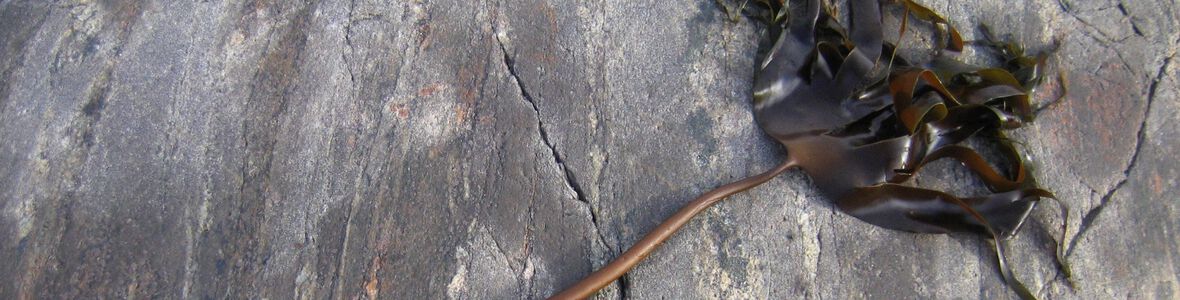 Mit Braunalgen Arthritis behandeln