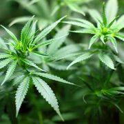 Deutsche Experten sehen Cannabis als Allheilmittel in der Schmerztherapie kritisch