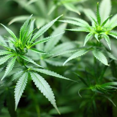 Deutsche Experten sehen Cannabis als Allheilmittel in der Schmerztherapie kritisch