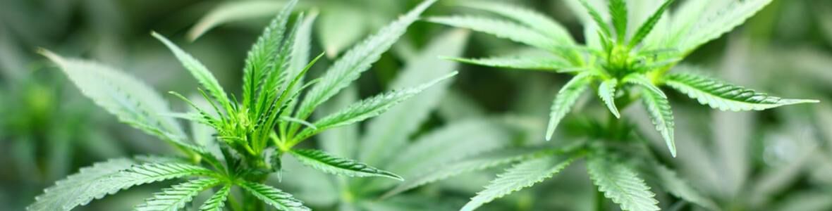 Deutsche Experten sehen Cannabis als Allheilmittel in der Schmerztherapie kritisch