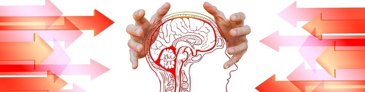 Das Gehirn - Neueste Einblicke in das faszinierendste Organ des menschlichen Körpers