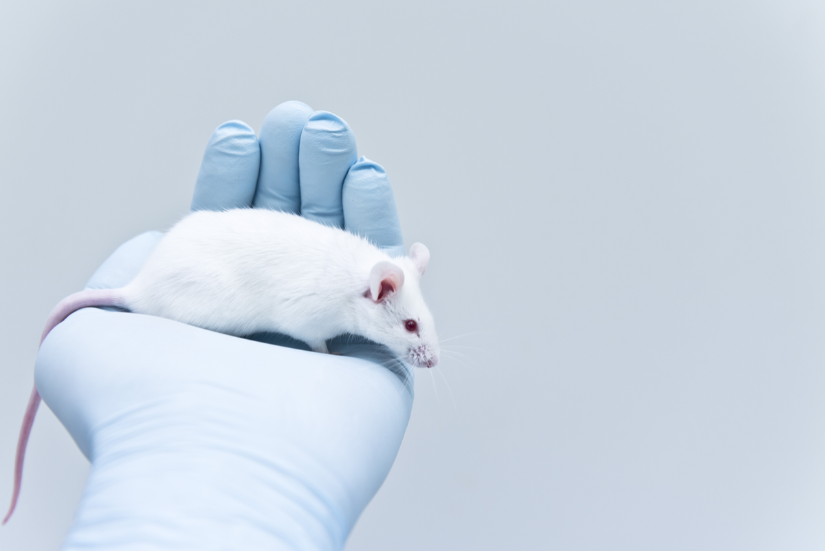 Warum Tierversuche nicht nur grausam, sondern auch gefährlich sind