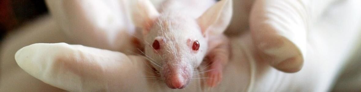 Warum Tierversuche nicht nur grausam, sondern auch gefährlich sind