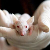 Warum Tierversuche nicht nur grausam, sondern auch gefährlich sind
