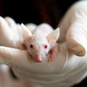 Warum Tierversuche nicht nur grausam, sondern auch gefährlich sind