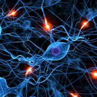 Multiple Sklerose: mögliche Therapie entdeckt