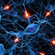 Multiple Sklerose: mögliche Therapie entdeckt