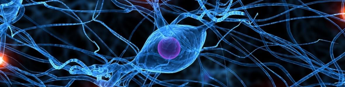 Multiple Sklerose: mögliche Therapie entdeckt