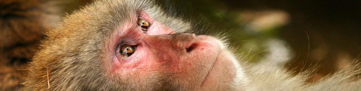 Tierversuchsfreie Forschungsmethoden