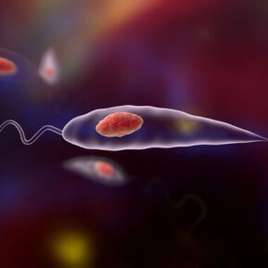 Studie: Parasiten haben sehr flexibles Erbgut