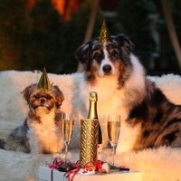 Silvester auf Vierpfoten: so rutschen auch Ihre Haustiere gelassen ins neue Jahr