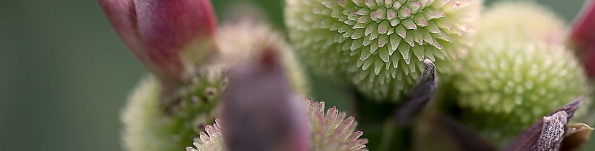 Hormontherapie nach der Menopause: Vor- und Nachteile