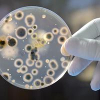 Forscher der Uni Innsbruck sucht Mittel gegen Antibiotikaresistenzen