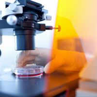 Wiener Forscher nähern sich chronischen Virusinfektionen