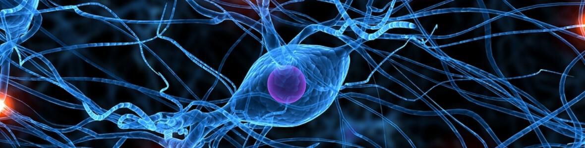Multiple Sklerose: Cholesterin-Kristalle hemmen Regeneration im Zentralnervensystem