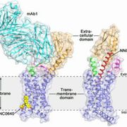 Glucagonrezeptor-Struktur bahnt neue Wege für die Entwicklung von Typ-2-Diabetes-Medikamenten