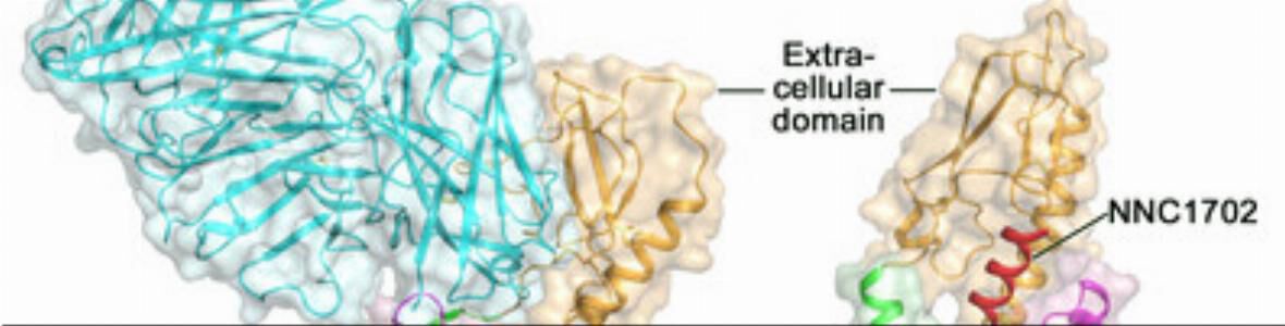 Glucagonrezeptor-Struktur bahnt neue Wege für die Entwicklung von Typ-2-Diabetes-Medikamenten