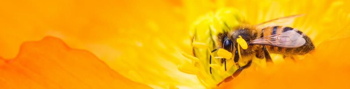 Propolis zur Vorbeugung und Therapie von Krankheiten