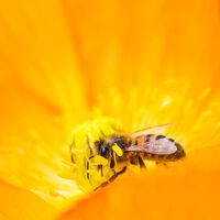 Propolis zur Vorbeugung und Therapie von Krankheiten