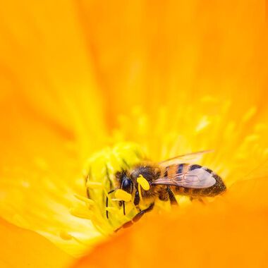 Propolis zur Vorbeugung und Therapie von Krankheiten