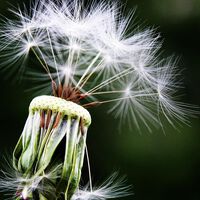 Gräserpollen-Allergie: weltweit erster wirksamer Impfstoff entwickelt