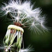 Gräserpollen-Allergie: weltweit erster wirksamer Impfstoff entwickelt