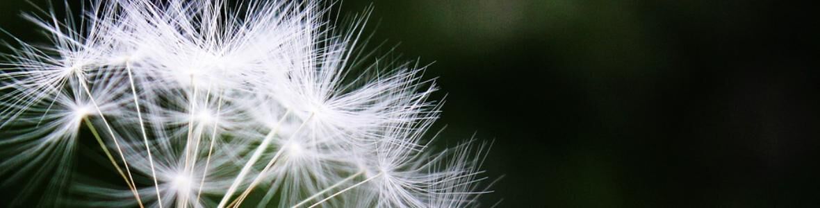 Gräserpollen-Allergie: weltweit erster wirksamer Impfstoff entwickelt