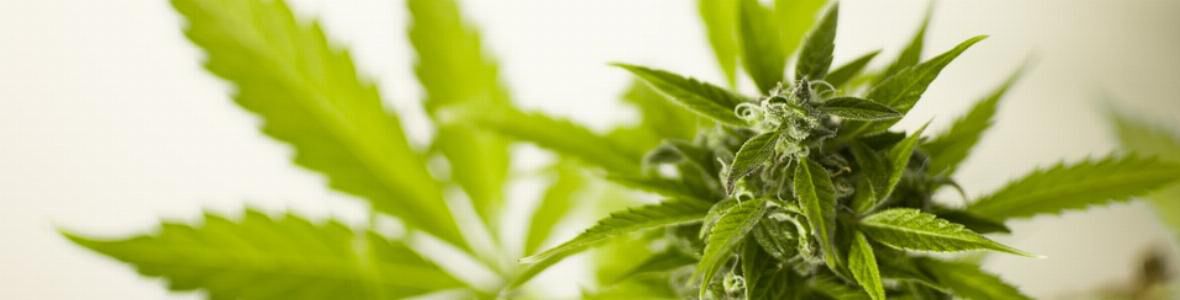 Hanfinhaltsstoff Cannabidiol ohne Effekt auf das Gehirn