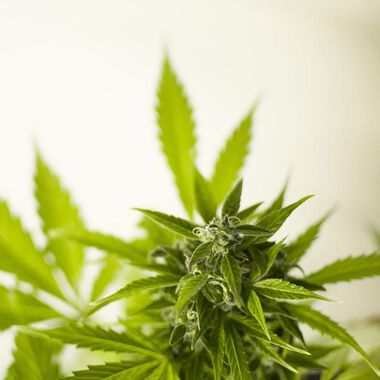 Hanfinhaltsstoff Cannabidiol ohne Effekt auf das Gehirn