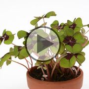 Was macht uns WIRKLICH glücklich? - Video