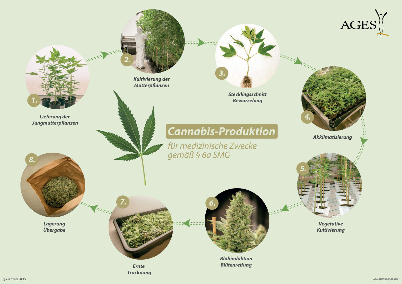 Cannabis-Produktion (FOTO: AGES)