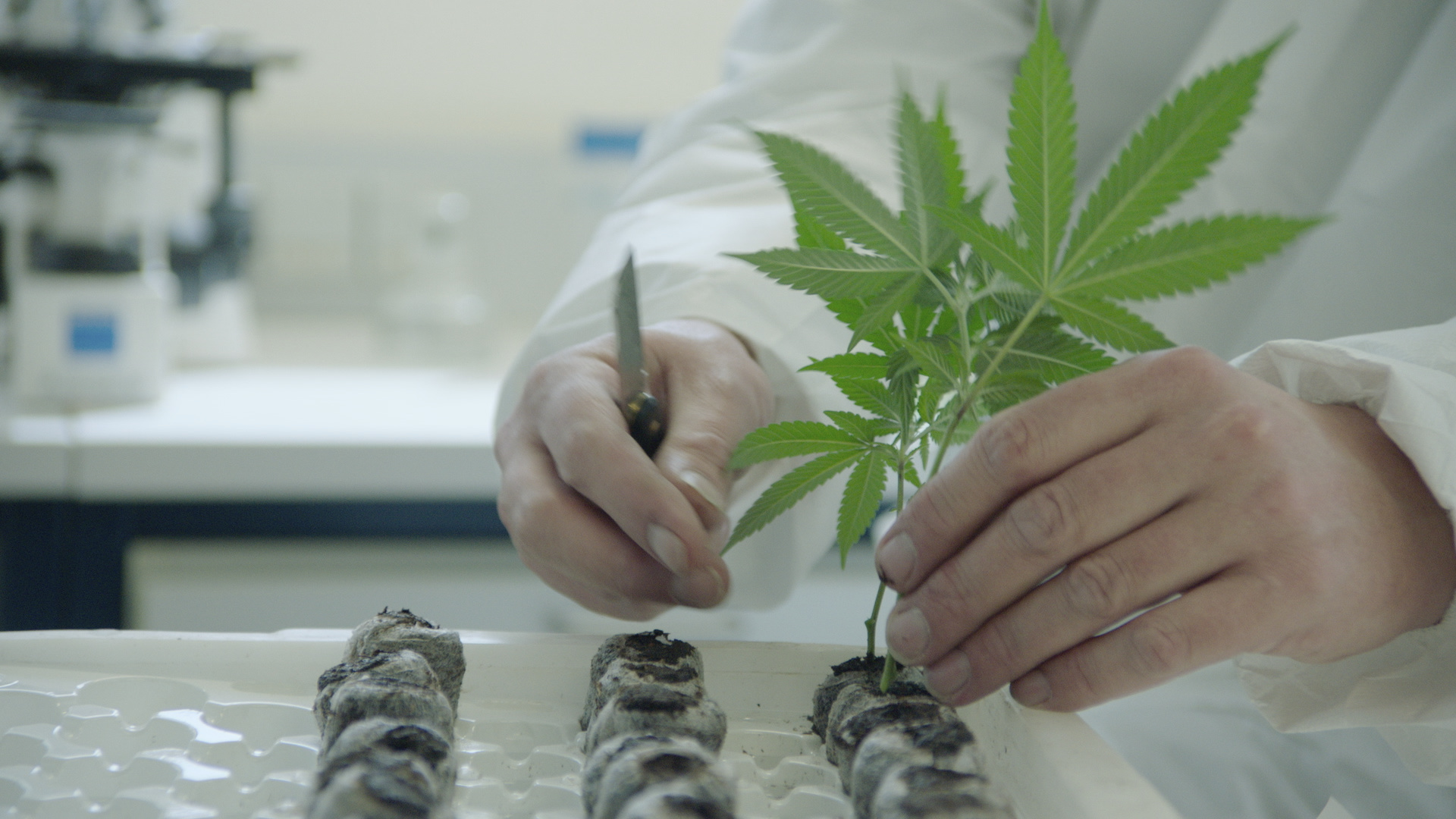 Cannabis (Foto: AGES)
