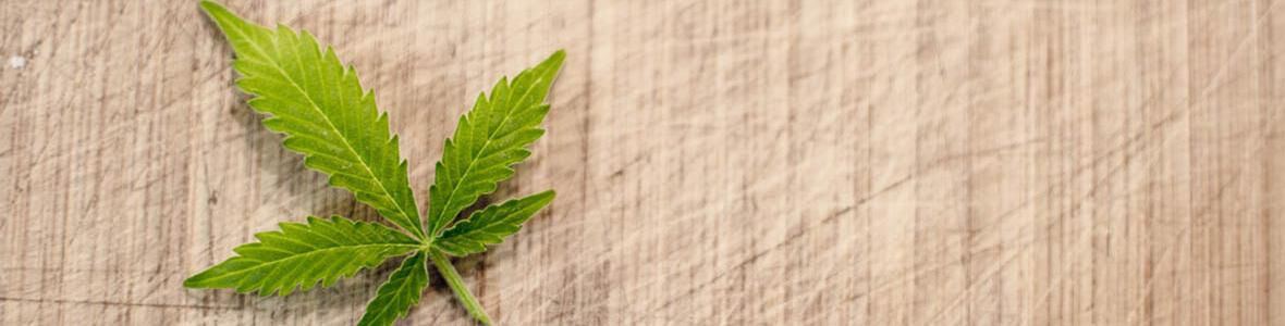 Cannabis sativa zur Arzneipflanze 2018 gekürt
