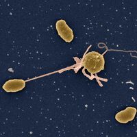 Cholera: Wie Bakterien im Darm überleben